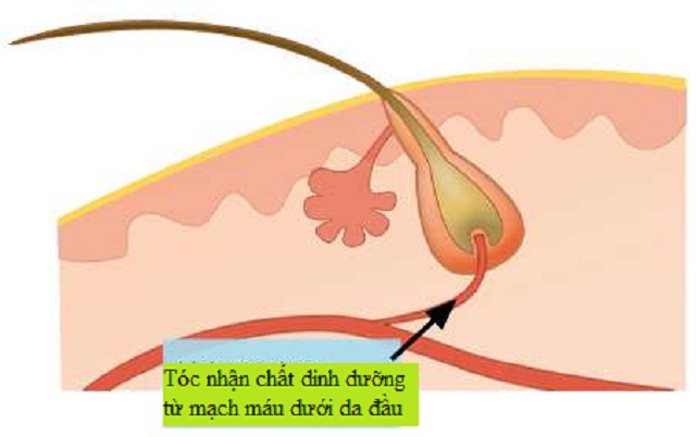 Nguyên nhân rụng tóc do thiếu máu nuôi